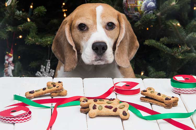 a-festive-how-to-get-your-pet-ready-for-christmas