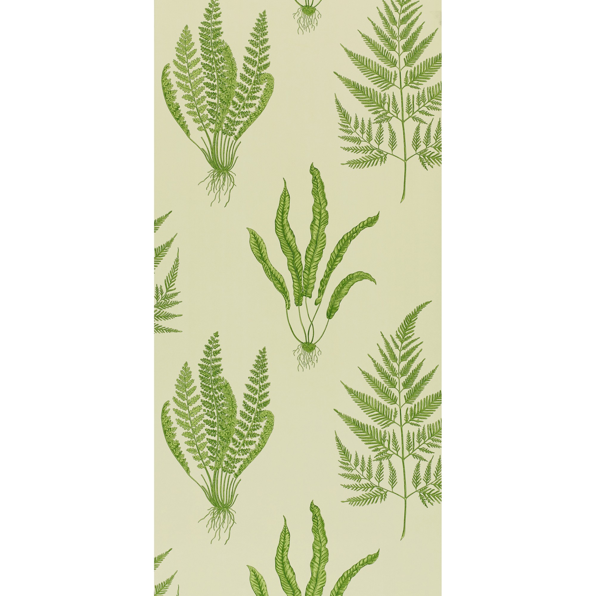 Sanderson 'Sycamore and Oak- Botanical Green' Wallpaper - Courthouse  Interiors